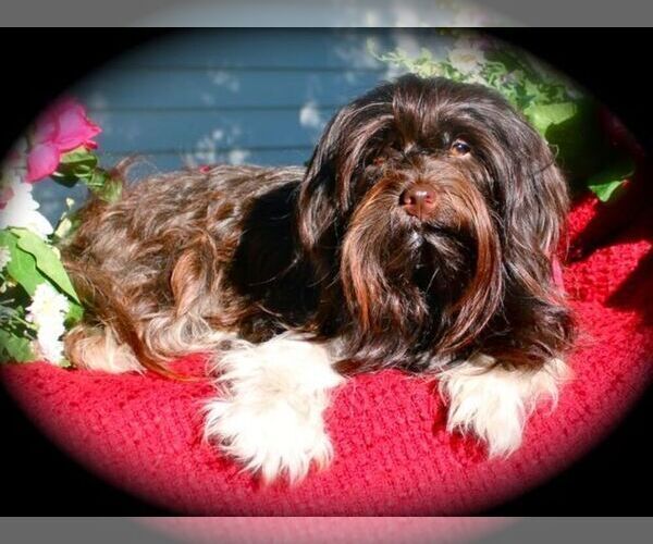 Medium Photo #6  Breeder Profile in HOLIDAY, FL, USA