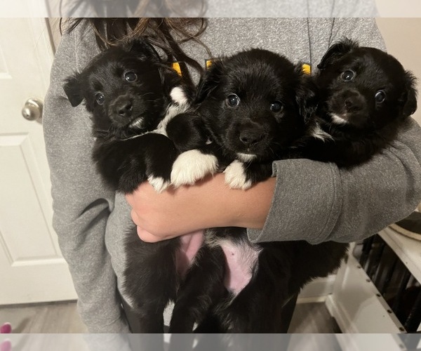 Medium Photo #1  Breeder Profile in WARTRACE, TN, USA