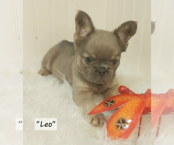 Medium Photo #3  Breeder Profile in COLONIAL BCH, VA, USA