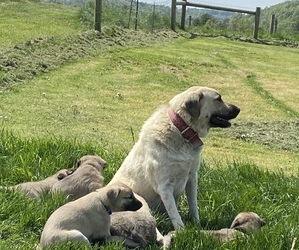 Anatolian Shepherd-Great Pyrenees Mix Dog Breeder in LITTLE MEADOWS,  USA