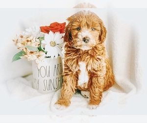 Goldendoodle (Miniature) Dog Breeder in WILMINGTON,  USA