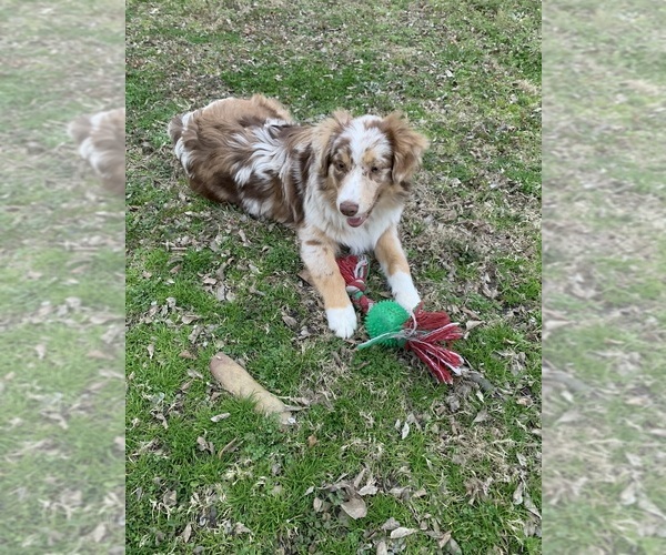 Medium Photo #1  Breeder Profile in GREENVILLE, TX, USA
