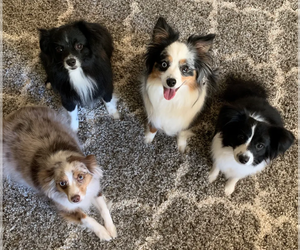 Miniature Australian Shepherd Dog Breeder near HILLSBORO, KS, USA