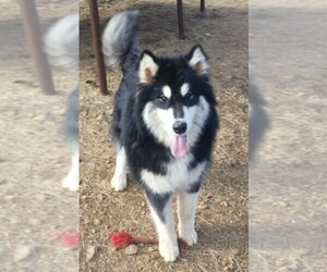 Main photo of Alaskan Malamute Dog Breeder near JANE, MO, USA