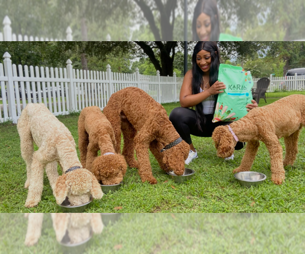 Medium Photo #3  Breeder Profile in JACKSONVILLE, FL, USA