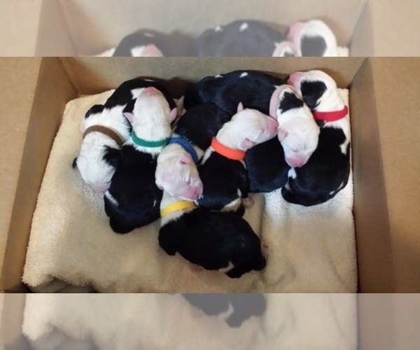 Medium Photo #1  Breeder Profile in HUNTERSVILLE, NC, USA