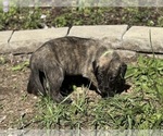 Small #15 Breeder Profile image
