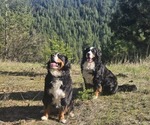 Small #3 Breeder Profile image