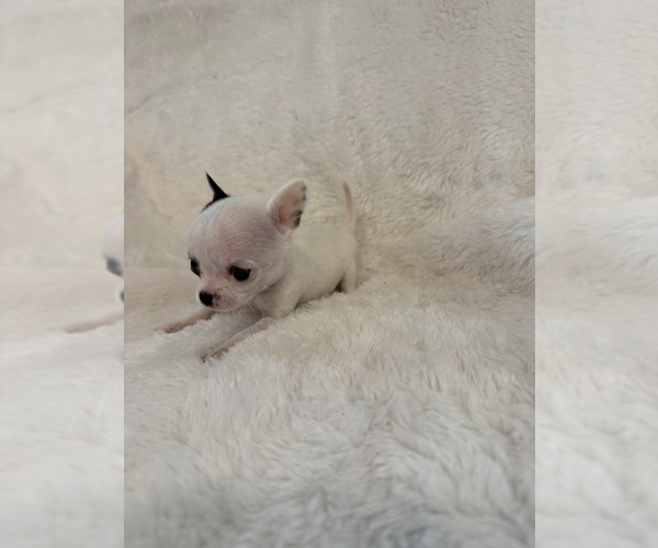 Medium Photo #5  Breeder Profile in SHERMAN, TX, USA