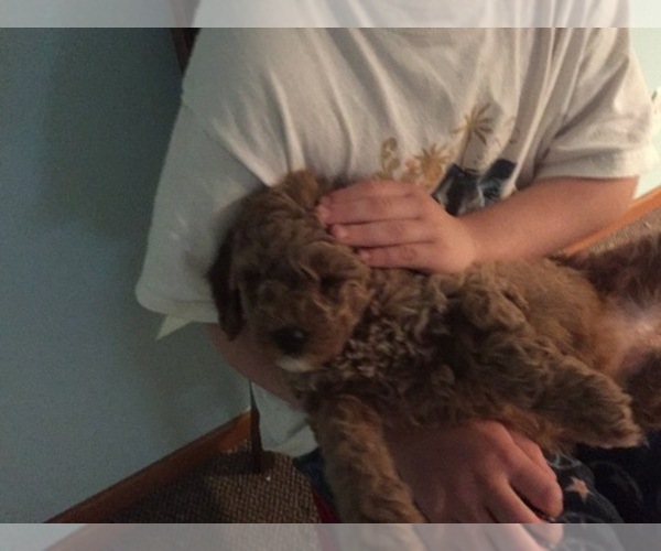 Medium Photo #1  Breeder Profile in RIVER FALLS, WI, USA