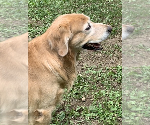 Medium Photo #44  Breeder Profile in LAKE GEORGE, NY, USA