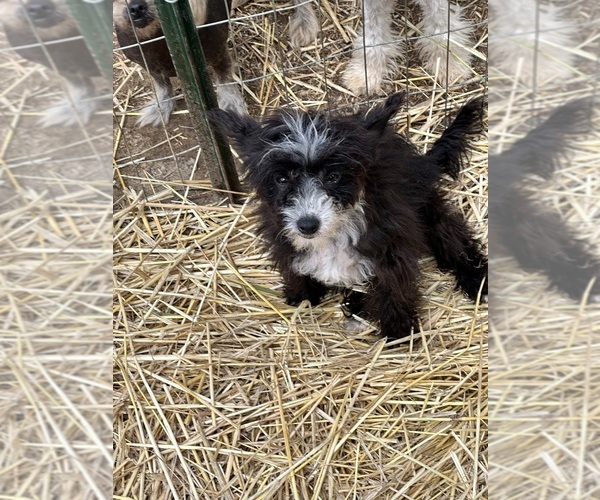 Medium Photo #1  Breeder Profile in SOUTHERN PINES, NC, USA