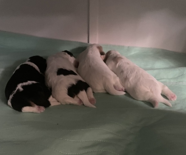 Medium Photo #3  Breeder Profile in OLYMPIA, WA, USA
