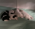 Small #2 Breeder Profile image