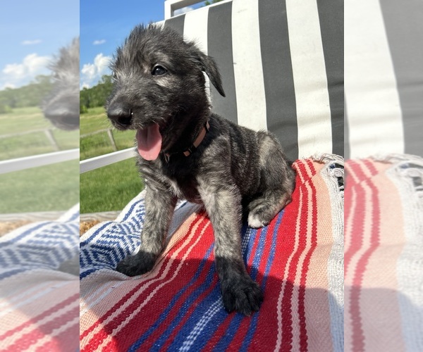 Medium Photo #5  Breeder Profile in BYHALIA, MS, USA