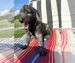 Small #4 Breeder Profile image