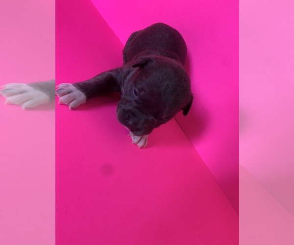 Medium Photo #23  Breeder Profile in ORANGE, NJ, USA