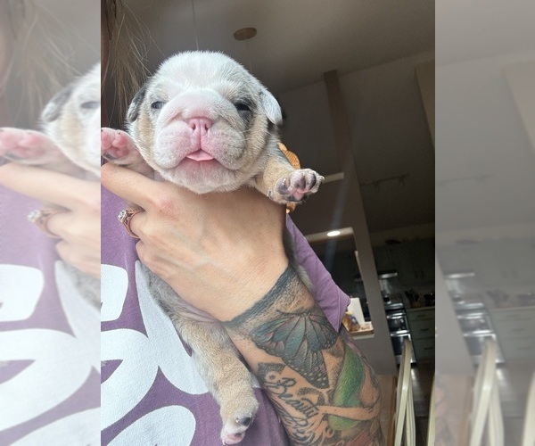 Medium Photo #8  Breeder Profile in SEYMOUR, IN, USA