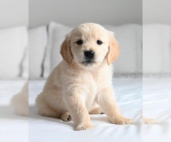 Medium Photo #7  Breeder Profile in OTTUMWA, IA, USA