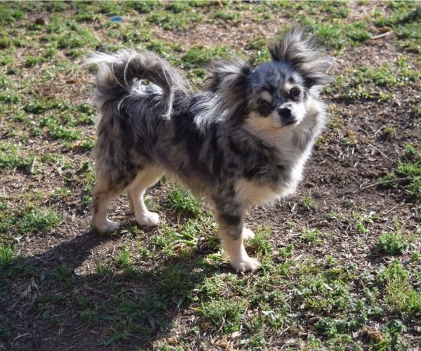 Medium Photo #10  Breeder Profile in STARR, SC, USA