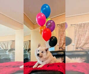 Samoyed Dog Breeder near HOLYOKE, MA, USA
