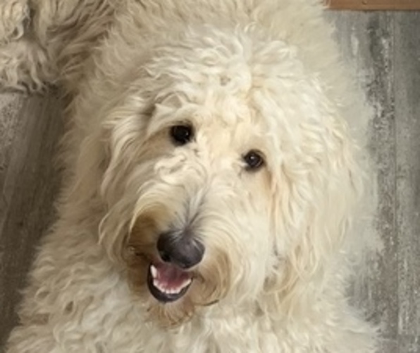Medium Photo #1  Breeder Profile in KEWANNA, IN, USA