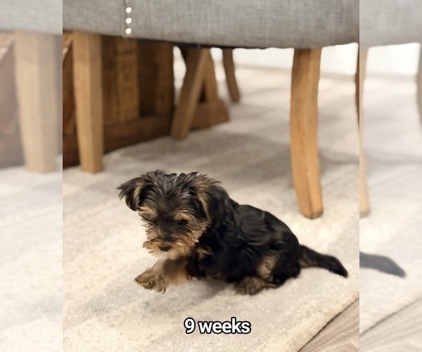 Medium Photo #3  Breeder Profile in CLIFTON, NJ, USA