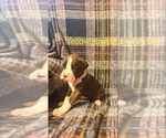 Small #8 Breeder Profile image