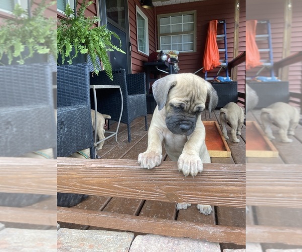Medium Photo #11  Breeder Profile in HERRIN, IL, USA