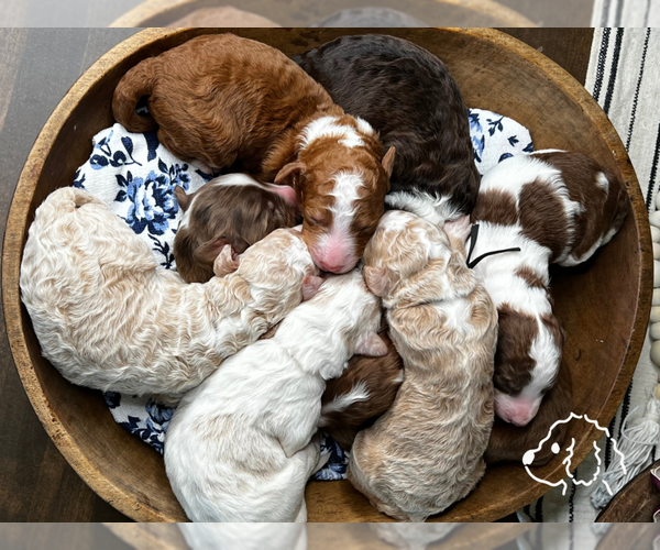 Medium Photo #23  Breeder Profile in SHIOCTON, WI, USA