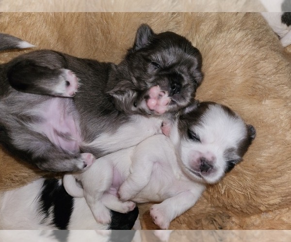 Medium Photo #6  Breeder Profile in DARLINGTON, SC, USA