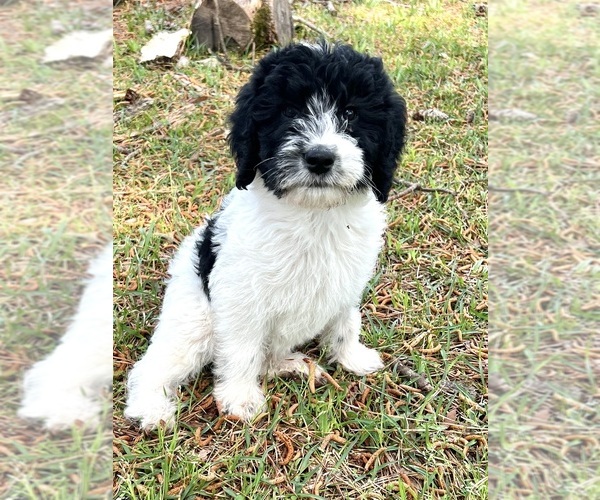 Medium Photo #2  Breeder Profile in SPRINGHILL, LA, USA