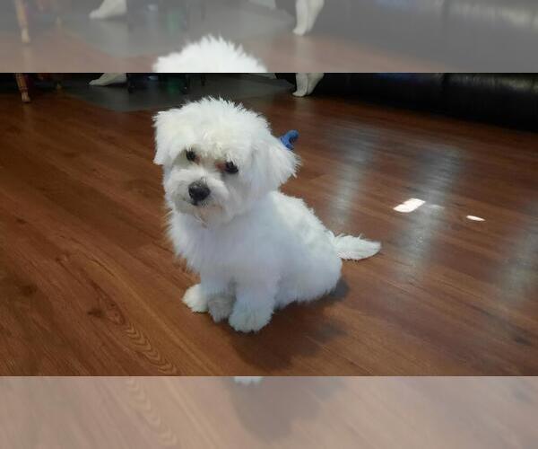 Medium Photo #5  Breeder Profile in BROOKFIELD, MO, USA