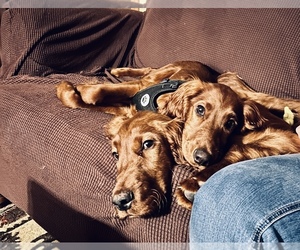 Irish Setter Dog Breeder near ONEONTA, NY, USA