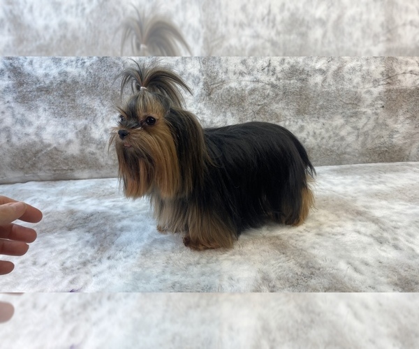 Medium Photo #22  Breeder Profile in STANTONVILLE, TN, USA