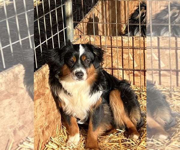Medium Photo #11  Breeder Profile in BAKER CITY, OR, USA