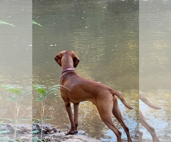 Medium Photo #5  Breeder Profile in ROYSTON, GA, USA