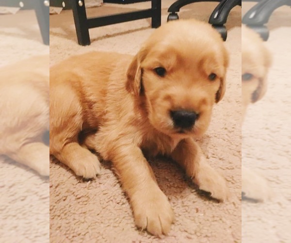 Medium Photo #1  Breeder Profile in OCALA, FL, USA