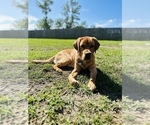 Small Photo #39  Breeder Profile in CANTONMENT, FL, USA