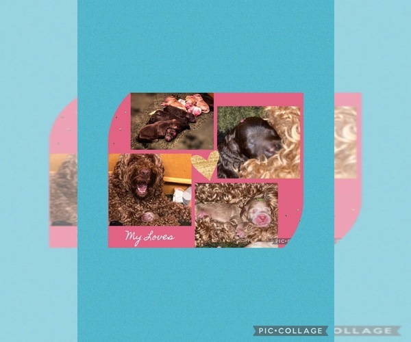 Medium Photo #1  Breeder Profile in Stockport, Greater Manchester (England), United Kingdom