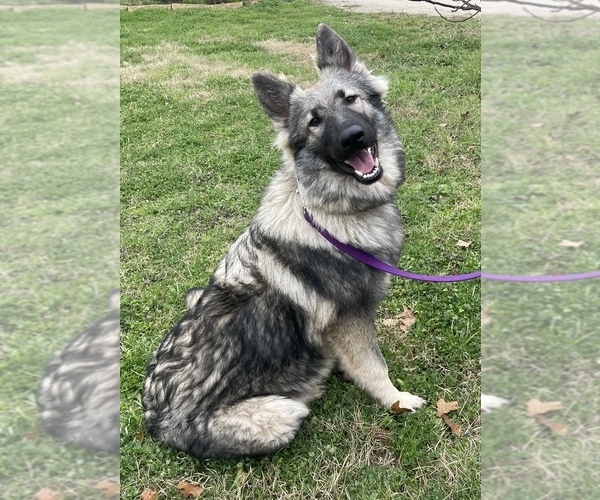 Medium Photo #3  Breeder Profile in WACO, TX, USA