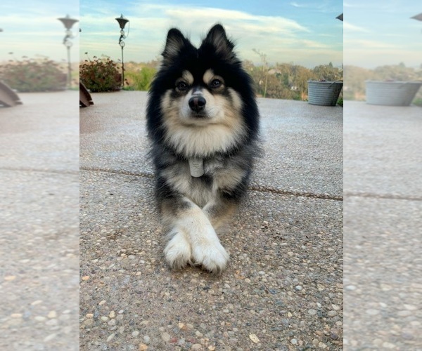 Medium Photo #15  Breeder Profile in GOLDEN VALLEY, AZ, USA