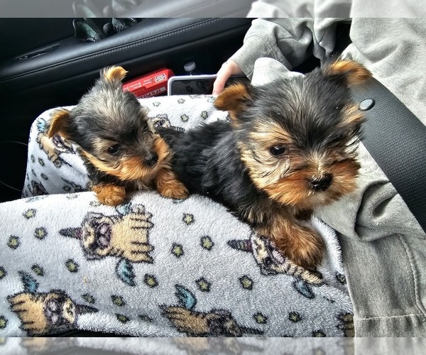 Medium Photo #4  Breeder Profile in NEENAH, WI, USA