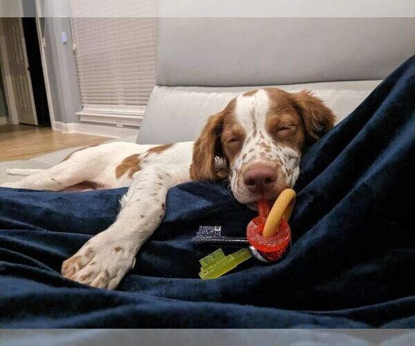 Medium Photo #17  Breeder Profile in HORTENSE, GA, USA