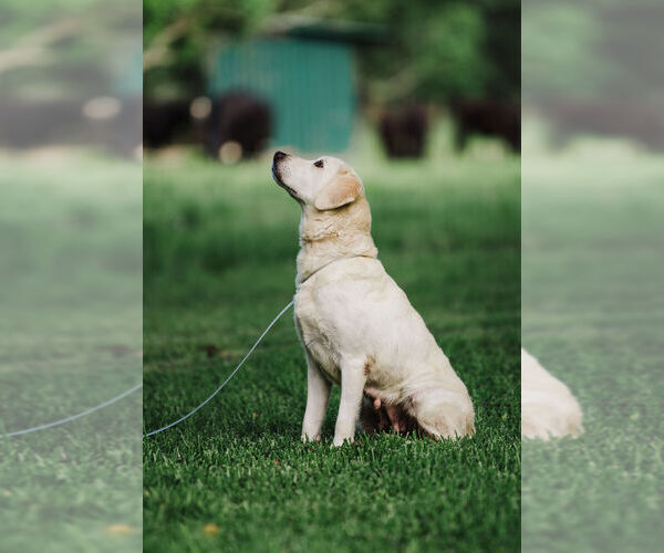 Medium Photo #7  Breeder Profile in LOVELADY, TX, USA