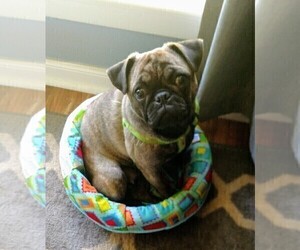 Pug Dog Breeder near HILLTOP LAKES, TX, USA