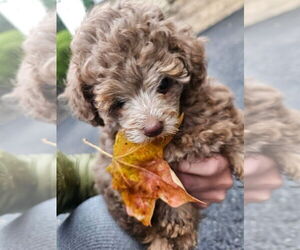 Poodle (Toy) Dog Breeder near MENTOR, OH, USA