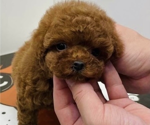 Main photo of Poodle (Toy) Dog Breeder near WELLESLEY, MA, USA