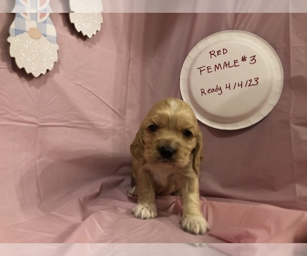 Medium Photo #1  Breeder Profile in LYNCHBURG, TN, USA