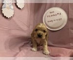 Small breeder photo